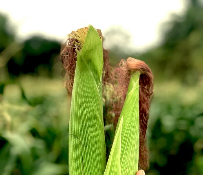 Best Meal Formulas for Ruminant Livestock