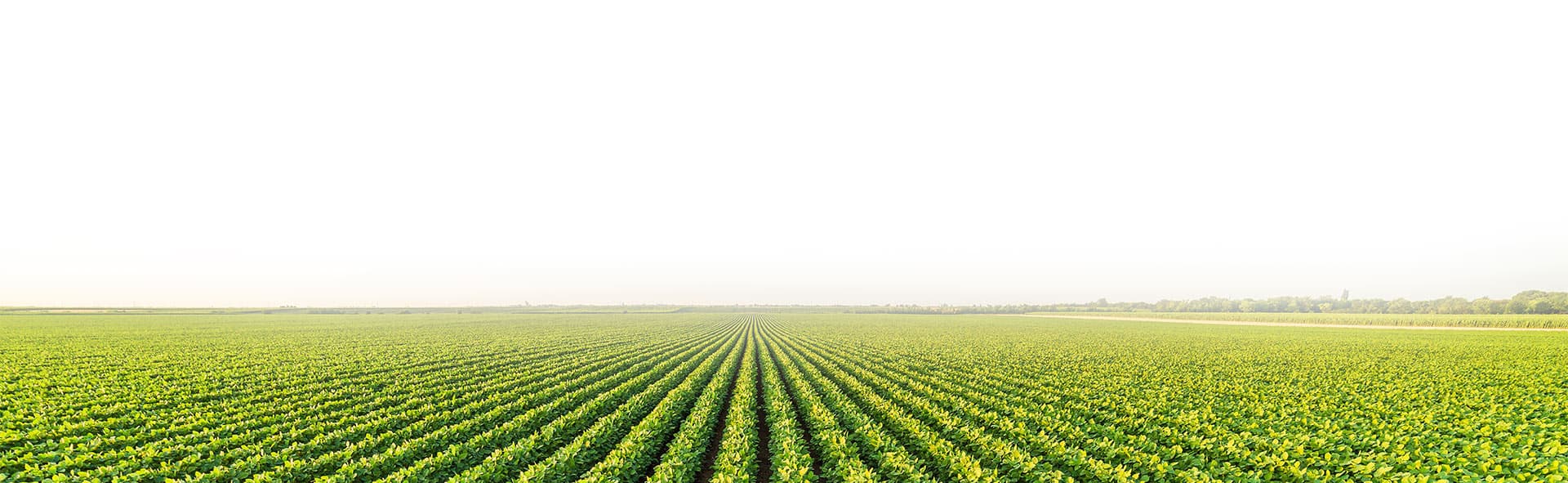 Green field background