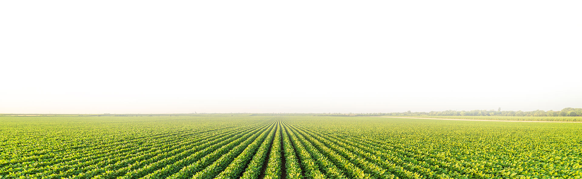 Green field background